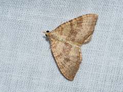 Chrysolarentia correlata