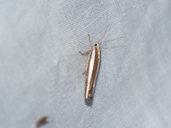 Catoryctis subparallela