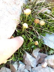 Leptinella pyrethrifolia