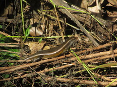 Eutropis multifasciata