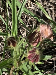 Hibiscus microcarpus