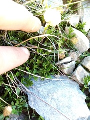 Leptinella pyrethrifolia