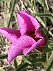 Hibiscus microcarpus