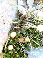 Leptinella pyrethrifolia