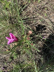 Hibiscus microcarpus