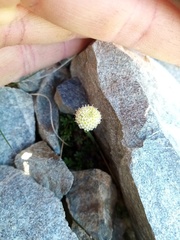 Leptinella pyrethrifolia