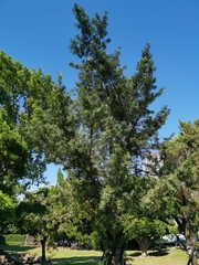Podocarpus brevifolius