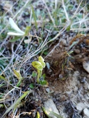 Pterostylis tanypoda