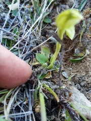 Pterostylis tanypoda