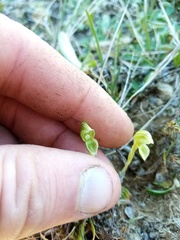 Pterostylis tanypoda