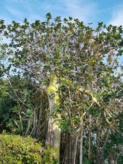 Ficus microcarpa latifolia