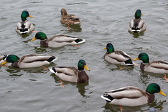 Anas platyrhynchos