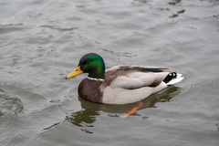Anas platyrhynchos