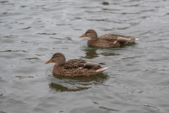 Anas platyrhynchos