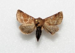 Lemmeria digitalis