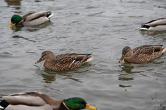 Anas platyrhynchos