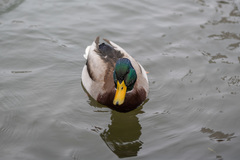 Anas platyrhynchos
