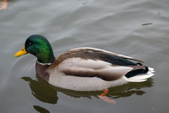 Anas platyrhynchos
