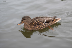 Anas platyrhynchos