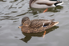Anas platyrhynchos