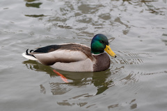 Anas platyrhynchos