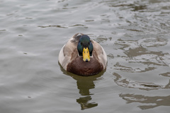 Anas platyrhynchos