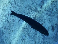 Larabicus quadrilineatus