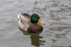Anas platyrhynchos