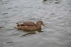 Anas platyrhynchos