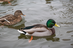 Anas platyrhynchos
