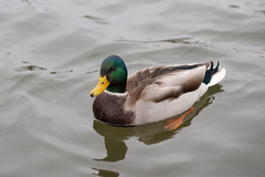 Anas platyrhynchos