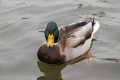 Anas platyrhynchos