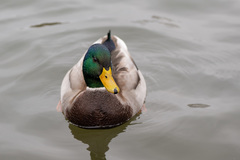 Anas platyrhynchos