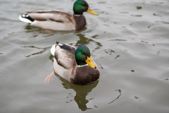 Anas platyrhynchos