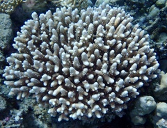 Acropora gemmifera
