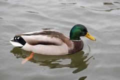Anas platyrhynchos