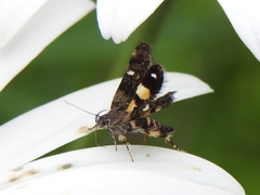 Petalanthes hexastera