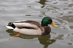 Anas platyrhynchos