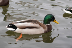 Anas platyrhynchos