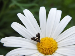 Petalanthes hexastera