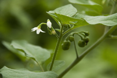 Solanum nigrum nigrum