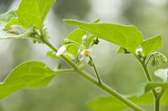 Solanum nigrum nigrum