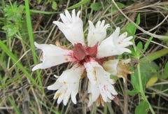 Satyrium sphaerocarpum