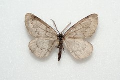 Nepytia pellucidaria