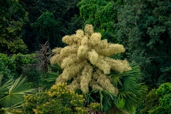 Corypha umbraculifera