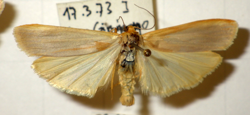 Scarce Footman Moth photo 4