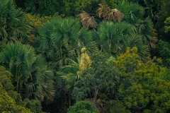 Corypha umbraculifera