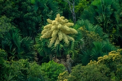 Corypha umbraculifera
