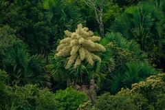 Corypha umbraculifera