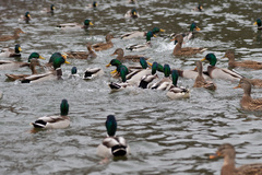 Anas platyrhynchos